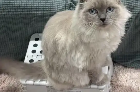 Lost Ragdoll Cat: Shy Bambam in Whitehorse