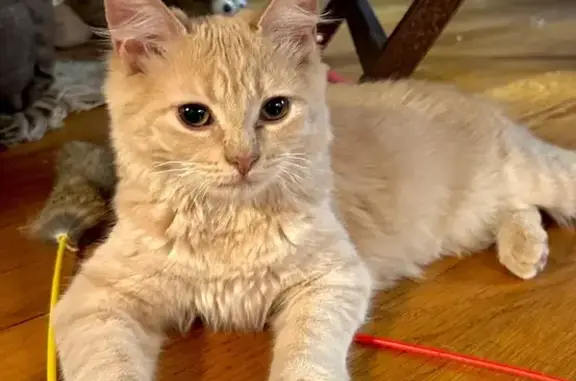 Lost Blonde Tabby Cat on Bassett Road
