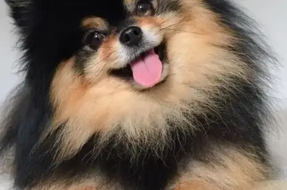 Lost Pomeranian 'Missy' on 4th Ave!