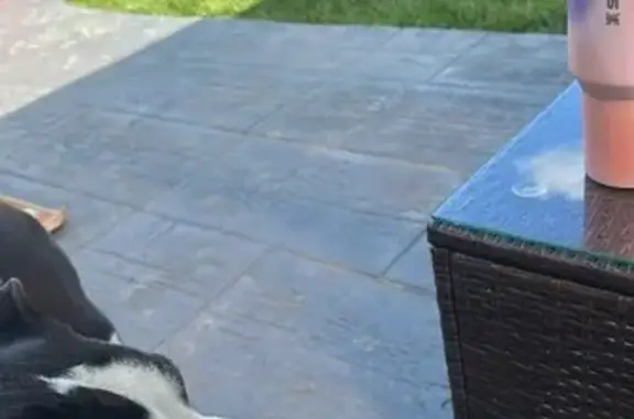 Lost Dog: Black & White, Pink Collar