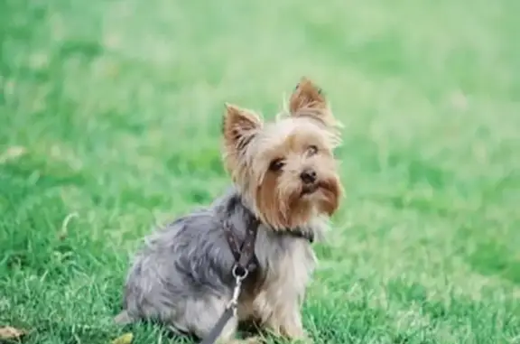 Help Find Max: Lost 10-Year-Old Yorkie