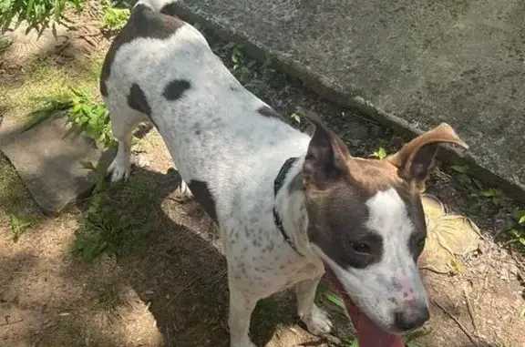 Found: White Dog with Brown Ears on Voss Rd