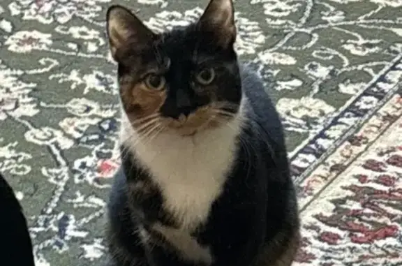Lost Calico Cat Lucy - West Fiedler Lane