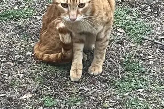 Found: Gentle Orange Cat, Norris Terrace