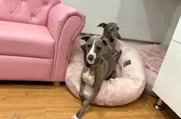 Lost Skittish Greyhound on Maroondah Hwy