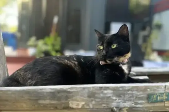 Lost Petite Cat: Cream Chest, Fischer Rd