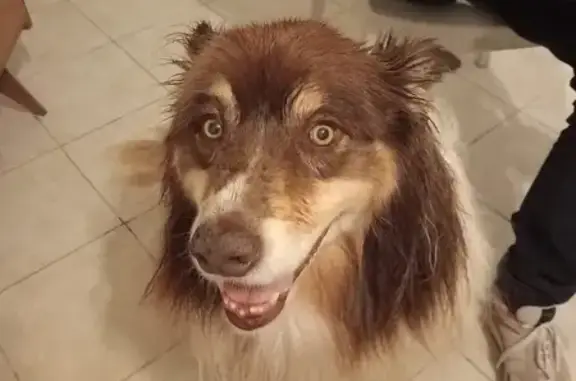 Chien brun retrouvé rue Louis le Nain - photo