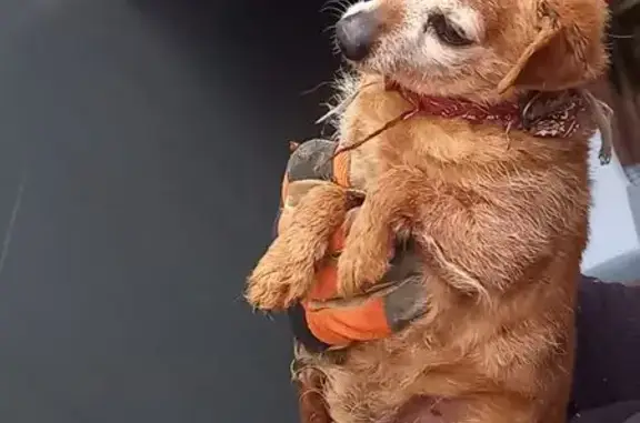 Petit chien trouvé à Abbaretz, agressif - photo