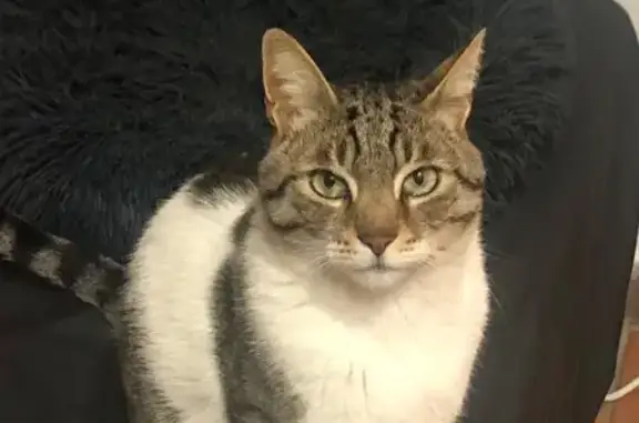 ¡Ayuda! Buscamos a Ray, gato amigable