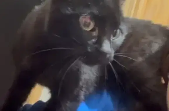 Gata Negra Perdida en Avenida de Las Águilas