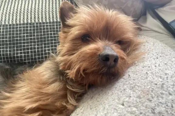 Yorki Perdido en Getafe: ¡Ayúdanos a Encontrarlo!