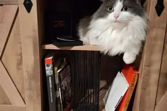 Animaux perdus , photo: Chat perdue : Tess, grise et blanche, Pierreclos