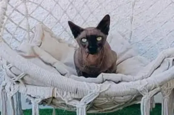 ¡Ayuda! Gato Egipcio Perdido en Roquetas