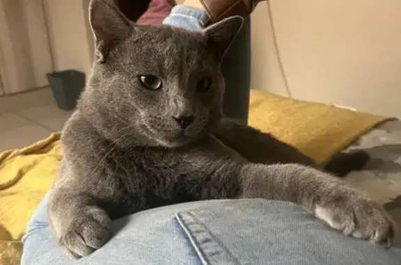 Missing: Friendly Grey Cat in Brackenhurst