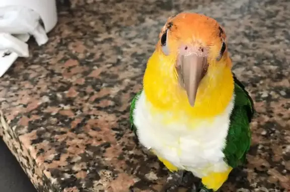 ¡Ayuda a encontrar a Caique en...