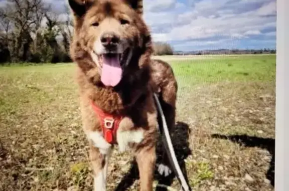 Chien marron perdu, mâle peureux, Loriol - photo