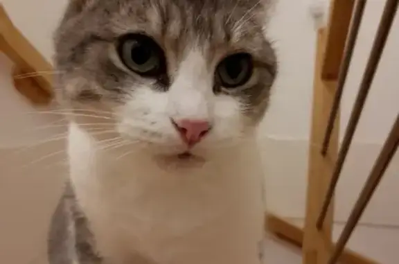 Animaux perdus Orléans, photo: Chat perdue à Orléans, très sociable