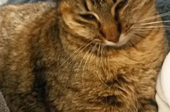 Animaux perdus , photo: Chatte perdue, sauvage, répond à Titi