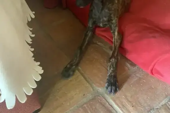 Rescate de Cachorro Galgo en Carretera