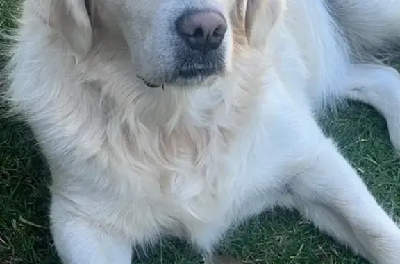 Animaux perdus Mougins, photo: Chien perdu à Mougins : Golden blanc