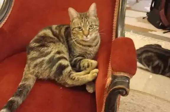 Chat perdu : Feuille, tigré marron, peureux - photo