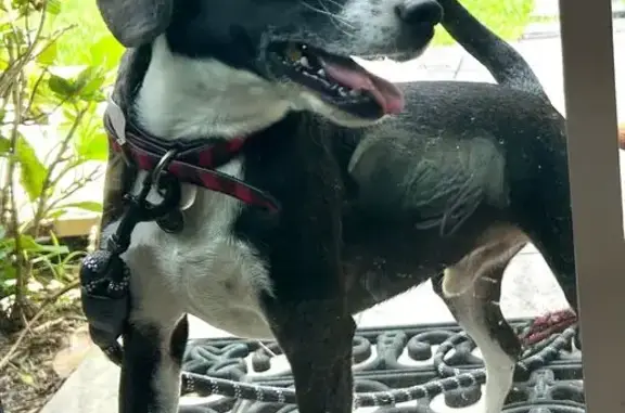 Friendly Black & White Dog Found in Winter Springs