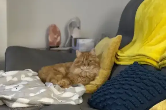 Help Find Obi: Lost Orange Cat in Columbus