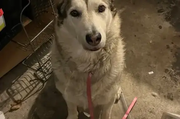 Found Husky: Unique Markings & Loving