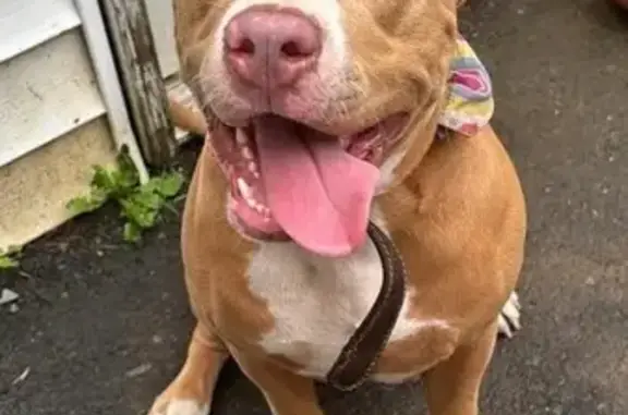 Lost Dog with Pink Nails on N. Salina St.