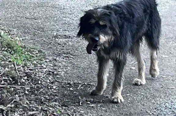 Chien mâle noir/fauve trouvé à Robiac - photo