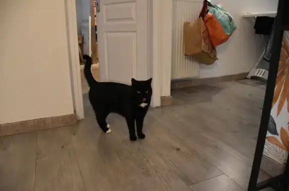 Chat noir perdu à Meximieux, rue Genève - photo