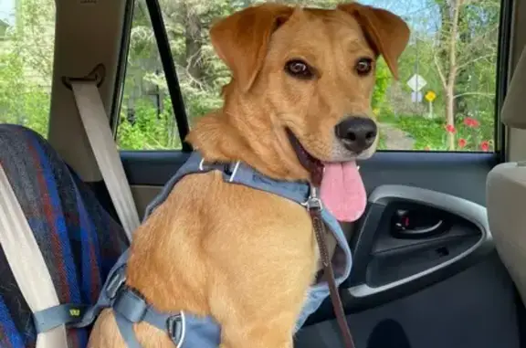 Lost Anxious Labrador Mix Near I-90 Exit