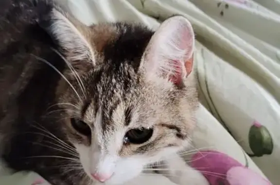 Chat perdu à Tournon-sur-Rhône - photo