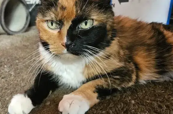 Found: Friendly Cat on Stardus...