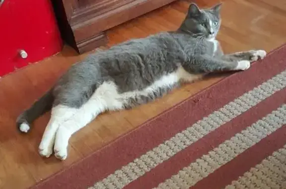 Lost Skittish Cat: Gray & White, Tulsa