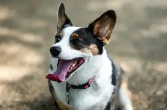 Missing: Sweet Merle Dog, Ruby in Lakeland