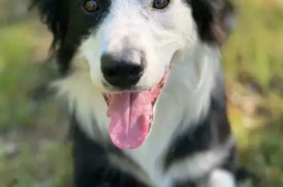 Lost Border Collie: Raleigh Lagrange Rd