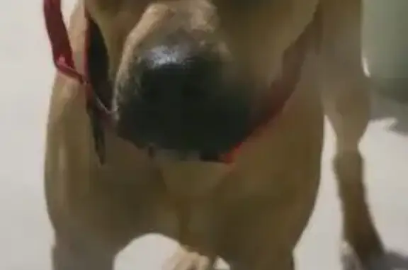 Found: Small Brown Dog with Floppy Ears
