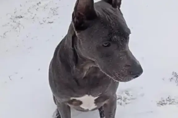 Lost Dog: Gray Pit/Shepherd Mix, Fall Branch