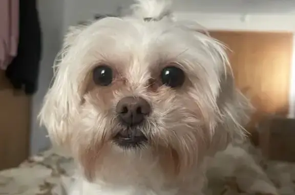 Lost Friendly Maltese-Yorkie in MPLS