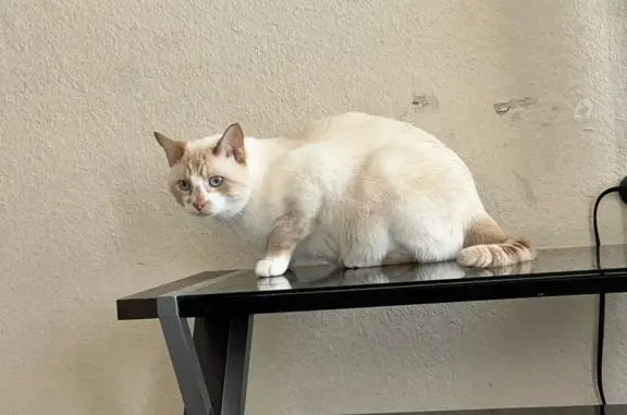 Lost Cat: White with Orange Markings