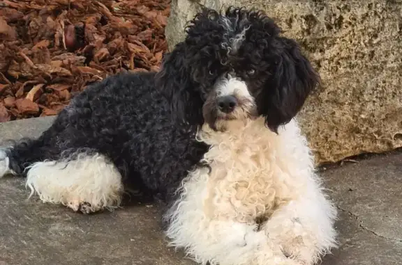 Chien perdu : Volt, 7 mois, craintif, Vedène - photo