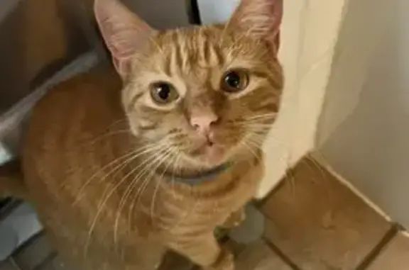 Lost Orange Cat: Glenview Ave, Greensburg