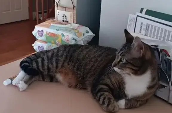 Lost Cat Karen: Striped & Spotted, Caribou