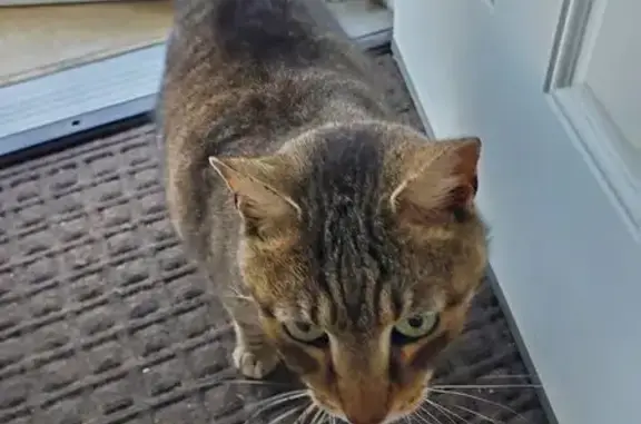 Friendly Cat Found on Brooksid...