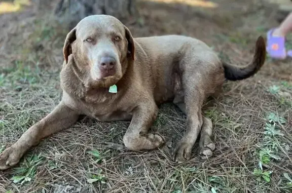 Lost: Friendly Silver Lab on Thornton Rd