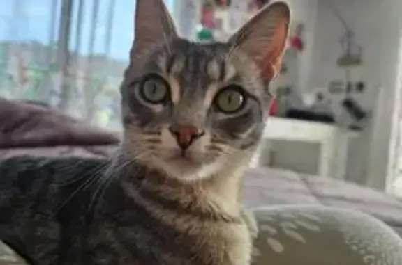 Chaton blanche/grise perdue, grosse récompense - photo