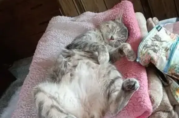 Lost Cat: Help Find Pippin on Canary Ave