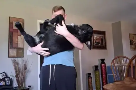 Lost Black Dog: Call 870-476-1676