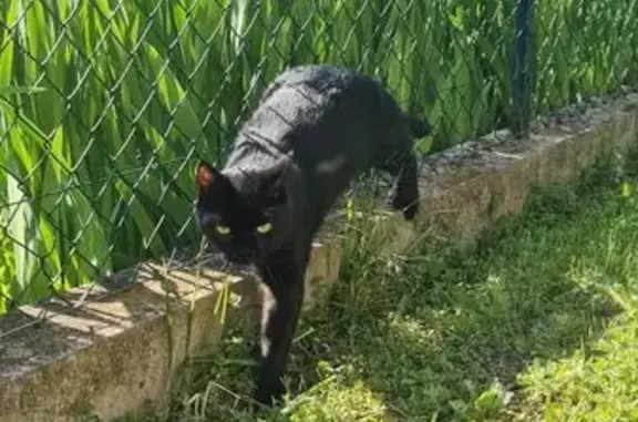 Chat noir perdu, pucé, très craintif - photo